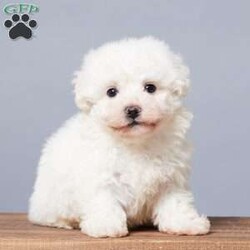 Snowball/Bichon Frise									Puppy/Male																/10 Weeks,Are you looking for a soft, cuddly friend for yourself or a loved one? Meet little Snowball! He will bring you lots of love and cheer with his puppy kisses and sweet personality! Snowball is active, socialized, and loves both adults and children. He was born on October 1st to Bichon Frise parents, Mindy and Rambo. Snowball was the only boy among five sisters! Mom weighs 14 lbs, and Dad weighs 10 lbs, so we expect Snowball to be between 10 and 14 lbs full-grown. He is up to date on vaccines and dewormers and will be ready for his forever home on November 26 or anytime after. He comes with a 30-day health guarantee, plus food, a blanky, a toy, a treat, and his paperwork from the vet!