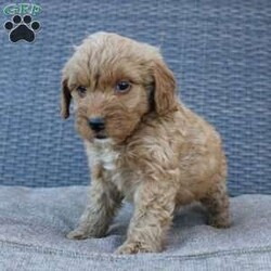 Coy/Mini Goldendoodle									Puppy/Male																/10 Weeks,Here comes the puppy of your dreams! Soft, fluffy, and kissable! This little cutie comes up to date on shots and dewormer and vet checked. The breeder made sure that the puppies are all well socialized with children and family raised. If you are interested in learning more about our puppies contact us today!