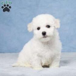 Benji/Bichon Frise									Puppy/Male	/9 Weeks,Meet Benji, an adorable Bichon Frise puppy with a heart full of love! Raised with care and devotion, Benji has been well-socialized in a family environment, ensuring he’s friendly, confident, and ready to spread joy. This little fluff ball is fully vet-checked and up-to-date on all vaccinations, giving you peace of mind as he joins your family. Benji can’t wait to bring his endless affection and playful spirit to his new forever home!