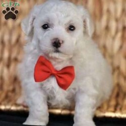 Bobby/Bichon Frise									Puppy/Male	/5 Weeks, is a happy, cuddly Bichon Frise puppy with a heart of gold. With her fluffy white coat and sparkling eyes, she’s a bundle of joy waiting to fill your days with love and laughter.