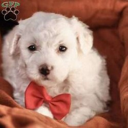 Bobby/Bichon Frise									Puppy/Male	/5 Weeks, is a happy, cuddly Bichon Frise puppy with a heart of gold. With her fluffy white coat and sparkling eyes, she’s a bundle of joy waiting to fill your days with love and laughter.