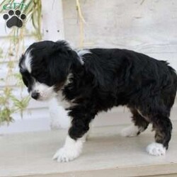 Ty/Mini Aussiedoodle Puppy/Male /September 16th, 2024 Ty/Mini Aussiedoodle Puppy/Male /September 16th, 2024,Here comes Ty a loving Mini Aussiedoodle puppy who is well socialized with children and family raised. This little cutie comes up to date on shots and dewormer and vet checked! The breeder offers a health guarantee on this puppy as well. If you are searching for a delightful little puppy with a gentle heart contact Susie today!