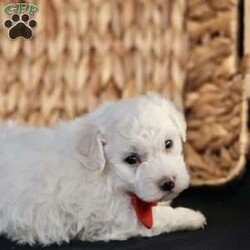 Bobby/Bichon Frise									Puppy/Male	/5 Weeks, is a happy, cuddly Bichon Frise puppy with a heart of gold. With her fluffy white coat and sparkling eyes, she’s a bundle of joy waiting to fill your days with love and laughter.