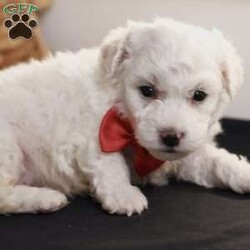 Bobby/Bichon Frise									Puppy/Male	/5 Weeks, is a happy, cuddly Bichon Frise puppy with a heart of gold. With her fluffy white coat and sparkling eyes, she’s a bundle of joy waiting to fill your days with love and laughter.