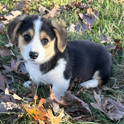 River/Pembroke Welsh Corgi/Female/10 weeks