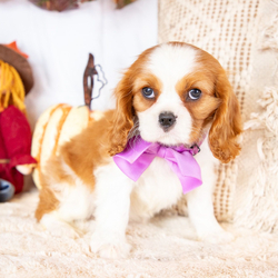 Adopt a dog:Amy/Cavalier King Charles Spaniel/Female/10 weeks,I'm Amy! It's very nice to meet you. Are you looking for a lifelong companion? Look no further. I am here and just perfect for you. Trust me! I am very loyal, and I can make you smile with just the way I wag my tail. I have a wonderful disposition. Oh! Did I mention that I'm as healthy as can be? Oh, silly me! I'm up to date on my vaccinations and vet checked from head to tail. I bet you are excited now, aren't you? Well, choose me today!