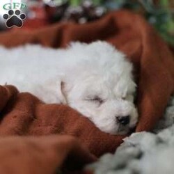 Tiny-Frosty/Bichon Frise									Puppy/Male	/6 Weeks,, a little winter wonder, is a Bichon Frise puppy with a heart as pure as the driven snow. His soft, white fur and playful spirit make him the perfect Christmas companion. Whether he’s frolicking in the snow or curled up by the fireplace, Frosty is sure to bring joy and warmth to your home.