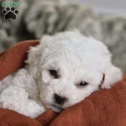 Tiny-Frosty/Bichon Frise									Puppy/Male	/6 Weeks,, a little winter wonder, is a Bichon Frise puppy with a heart as pure as the driven snow. His soft, white fur and playful spirit make him the perfect Christmas companion. Whether he’s frolicking in the snow or curled up by the fireplace, Frosty is sure to bring joy and warmth to your home.