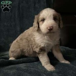 Willow/Aussiedoodle									Puppy/Female														/October 13th, 2024,Come meet your forever friend. She loves to play and explore. She is from a litter of 5 healthy happy puppies. Vet checked and up to date on shots and has been dewormed.