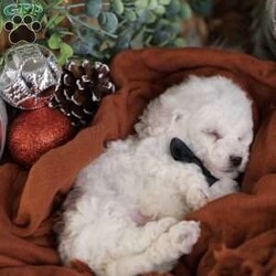 Tiny-Frosty/Bichon Frise									Puppy/Male	/6 Weeks,, a little winter wonder, is a Bichon Frise puppy with a heart as pure as the driven snow. His soft, white fur and playful spirit make him the perfect Christmas companion. Whether he’s frolicking in the snow or curled up by the fireplace, Frosty is sure to bring joy and warmth to your home.