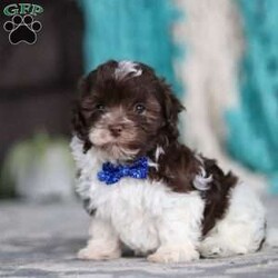 Noble/Havanese									Puppy/Male	/7 Weeks,Meet Noble, an adorable AKC Havanese puppy! This little charmer, with his silky coat and big expressive eyes, is the epitome of cuteness. Known for his cheerful and affectionate nature, he loves to be the center of attention and is always up for a cuddle or playtime. His small size and friendly demeanor make him the perfect companion for any family. Smart and eager to please, Noble is easy to train and will quickly become the heart of your home. Bursting with energy and love, spend a little time with him, and you’ll have found your new best friend!