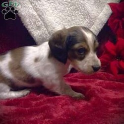 Barney-Mini/Dachshund									Puppy/Male	/6 Weeks,Come and cuddle Barney! This beautiful, eye-catching puppy is looking for a new home. Barney is a Longhaired Sable Piebald. He has unique black Sable tipping in a streak down his back and a ring on his tail and Sable on his ears and around his eyes. Barney was born and raised in our home amidst the normal activity of family life. He has been cradled, and talked to from day one. Barney has even had a chance to snuggle with his feline friends in our home. Barney is receiving dewormer regularly, and will have a vet check and first vaccines by 8 weeks of age. He will come with his papers, a bag of Ultimates Grainfree puppy food, a collar and parent scented blankie, and a toy.