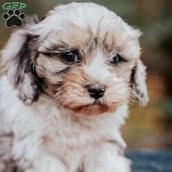 Bella/Cavapoo									Puppy/Female	/7 Weeks,Bella is a beautiful cavapoo pupppy that is looking for a new family! She is vet checked and is up to date on all vaccinations and deworming. She has 24/7 indoor/outdoor access, and is used to going potty outdoors. Call us today for adoption details!