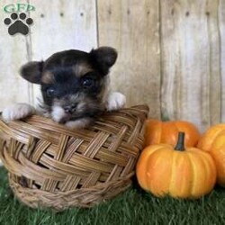 Emily/Biewer Terrier									Puppy/Female	/6 Weeks,Hey There, My name is Emily! I am a very beautiful female Biewer puppy! I was born on October 5th, 2024. I am such a sweet little girl! I’m looking for my new family, could that be with you? If you choose me I will come home to you vet checked with my vaccinations and deworming up to date and I will also be microchipped! If you think that I would be the perfect little addition for your family, then please call or text to find out more information about me!