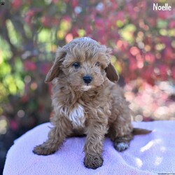 Noelle/Cockapoo									Puppy/Female	/10 Weeks,These adorable Cockapoo puppies are ready to find their forever homes! Raised in a loving, family-oriented environment, they have been socialized to ensure they grow into friendly, well-adjusted companions. The puppies’ mom is a sweet Cockapoo, and their dad is a handsome red Mini Poodle, so they will likely inherit a perfect mix of intelligence, charm, and hypoallergenic coats.