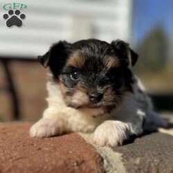 Emily/Biewer Terrier									Puppy/Female	/6 Weeks,Hey There, My name is Emily! I am a very beautiful female Biewer puppy! I was born on October 5th, 2024. I am such a sweet little girl! I’m looking for my new family, could that be with you? If you choose me I will come home to you vet checked with my vaccinations and deworming up to date and I will also be microchipped! If you think that I would be the perfect little addition for your family, then please call or text to find out more information about me!