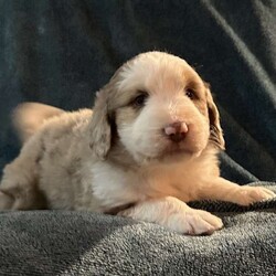 Willow/Aussiedoodle									Puppy/Female														/October 13th, 2024,Come meet your forever friend. She loves to play and explore. She is from a litter of 5 healthy happy puppies. Vet checked and up to date on shots and has been dewormed.