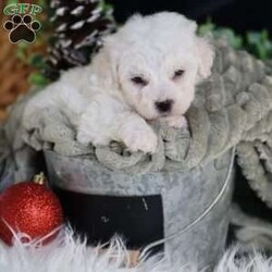 Tiny-Frosty/Bichon Frise									Puppy/Male	/6 Weeks,, a little winter wonder, is a Bichon Frise puppy with a heart as pure as the driven snow. His soft, white fur and playful spirit make him the perfect Christmas companion. Whether he’s frolicking in the snow or curled up by the fireplace, Frosty is sure to bring joy and warmth to your home.