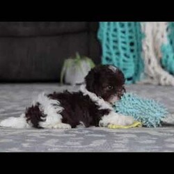 Noble/Havanese									Puppy/Male	/7 Weeks,Meet Noble, an adorable AKC Havanese puppy! This little charmer, with his silky coat and big expressive eyes, is the epitome of cuteness. Known for his cheerful and affectionate nature, he loves to be the center of attention and is always up for a cuddle or playtime. His small size and friendly demeanor make him the perfect companion for any family. Smart and eager to please, Noble is easy to train and will quickly become the heart of your home. Bursting with energy and love, spend a little time with him, and you’ll have found your new best friend!