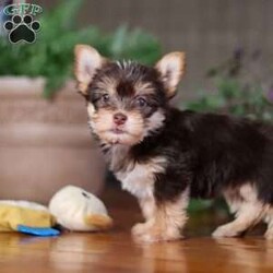 Alice/Morkie / Yorktese Puppy/Female /10 Weeks Alice/Morkie / Yorktese Puppy/Female /10 Weeks,Alice is the sweetest Morkie around! With her soft coat and sweet puppy dog eyes she is used to getting her way:) This little sweetheart has us all wrapped around her little paw. A soft, silky white coat and rambunctious personality are just a few of her winning qualities. Highly trainable, focused, and extremely adorable, the Morkie was built for family life. If you are looking for a dog that will keep up with the fast-paced and ever-changing schedule of a family with kids, this is the perfect match. Morkie are calm when they are not exercising but can also be super energetic thanks to their outgoing personality.