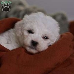 Tiny-Frosty/Bichon Frise									Puppy/Male	/6 Weeks,, a little winter wonder, is a Bichon Frise puppy with a heart as pure as the driven snow. His soft, white fur and playful spirit make him the perfect Christmas companion. Whether he’s frolicking in the snow or curled up by the fireplace, Frosty is sure to bring joy and warmth to your home.