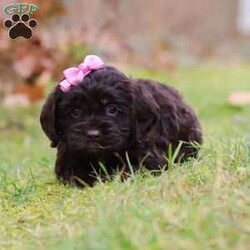 Cleo/Cockapoo									Puppy/Female														/8 Weeks,Cleo is the sweetest F1 Cockapoo around! With her floppy ears and sweet puppy dog eyes she is used to getting her way:) This little sweetheart has us all wrapped around her little paw. A soft, silky coat and rambunctious personality are just a few of her winning qualities. Highly trainable, focused, and extremely adorable, the Cockapoo was built for family life. If you are looking for a dog that will keep up with the fast-paced and ever-changing schedule of a family with kids, this is the perfect match. Cockapoos are calm when they are not exercising but can also be very playful and social!