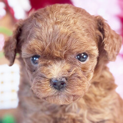 Adopt a dog:Mickey/Poodle/Male/5 weeks,Hey! My name is Mickey and I'm ready for you to pick me up, so that I can brighten up our home! I'm full of life and fun. I can be the best movie, walking, and cuddle buddy that you will ever come across! Both of my parents are exceptional examples of our breed. I will arrive to you healthy and with my vaccinations up to date, before wiping my paws on our welcome mat. Ready for a lifelong best friend? Well, I'm ready for my forever family!