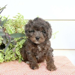 Heath/Cavapoo									Puppy/Male																/September 21st, 2024,Meet Heath, a cute and curly Cavapoo puppy that is sweet as can be. This family raised pooch is well-socialized and ready for his forever home. He is vet checked and up to date on shots & wormer plus the breeder provides a 30 day health guarantee for him. To learn more about this charming fella, call the breeder today!