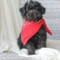 Alex/Toy Poodle									Puppy/Male																/13 Weeks,Meet the curliest, cutest bundle of love! This Miniature Poodle baby is eager to meet everyone, wiggling with joy over the thought of making a new friend. Our children love spending plenty of time with them, especially since these puppies are raised in our house where they can be near us all the time. Super friendly and fun, there will be no lack of excitement and laughter with one of them in your life! We are getting them vet checked, and up to date on shots and dewormer. Their father is a Toy Poodle, so these puppies are on the smaller side of Miniature. Call us soon to claim this cutie as yours!