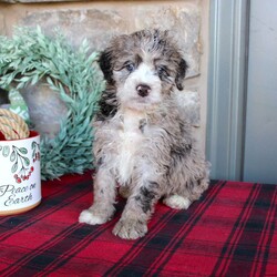 Kris/Mini Labradoodle									Puppy/Male																/8 Weeks,Here comes a multigenerational Mini Labradoodle puppy who is friendly, hypoallergenic, and has a luxuriously soft coat of curls! This little cutiepie comes up to date on shots and dewormer and is vet checked! The breeder specializes in the most hypoallergenic variety of Labradoodle puppies! The mother Kathy is a 3rd generation Mini Labradoodle and the sire Trooper is a Mini Poodle. If you are searching for the perfect puppy contact Nancy today! 