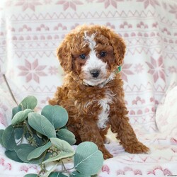 Bailey/Mini Aussiedoodle Puppy/Female /October 5th, 2024 Bailey/Mini Aussiedoodle Puppy/Female /October 5th, 2024,Do you need a gentle, smart, and playful Mini Aussiedoodle? This adorable little cutie comes up to date on shots and dewormer and will be vet checked before going home. The mother Penny is our family pet and the sire is a Miniature Poodle. If you are looking to add a new puppy to your home this holiday season contact us today!