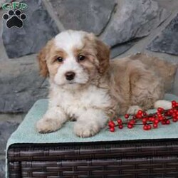 Regina/Mini Aussiedoodle Puppy/Female /9 Weeks Regina/Mini Aussiedoodle Puppy/Female /9 Weeks,Do you need a fluffy, smart, and hypoallergenic Mini Aussiedoodle? This adorable little cutie comes up to date on shots and dewormer and will be vet checked before going home. The mother Miley is a Mini Aussiedoodle and the sire Range is a Miniature Poodle. If you are looking to add a new puppy to your home this holiday season contact us today!