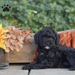 Harmony/Miniature Poodle									Puppy/Female														/September 17th, 2024,Hello! We have an adorable Mini Poodle litter of puppies looking for there new forever homes with loving families! Each puppy comes with all health records and health guarantees, Shots and de wormer & more! Both puppies parents are here on site to meet and are all in home family raised and socialized. If you’d like to schedule an appointment please call us today, thank you!