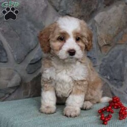 Regina/Mini Aussiedoodle Puppy/Female /9 Weeks Regina/Mini Aussiedoodle Puppy/Female /9 Weeks,Do you need a fluffy, smart, and hypoallergenic Mini Aussiedoodle? This adorable little cutie comes up to date on shots and dewormer and will be vet checked before going home. The mother Miley is a Mini Aussiedoodle and the sire Range is a Miniature Poodle. If you are looking to add a new puppy to your home this holiday season contact us today!