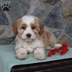 Regina/Mini Aussiedoodle Puppy/Female /9 Weeks Regina/Mini Aussiedoodle Puppy/Female /9 Weeks,Do you need a fluffy, smart, and hypoallergenic Mini Aussiedoodle? This adorable little cutie comes up to date on shots and dewormer and will be vet checked before going home. The mother Miley is a Mini Aussiedoodle and the sire Range is a Miniature Poodle. If you are looking to add a new puppy to your home this holiday season contact us today!