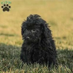 Alex/Toy Poodle									Puppy/Male																/13 Weeks,Meet the curliest, cutest bundle of love! This Miniature Poodle baby is eager to meet everyone, wiggling with joy over the thought of making a new friend. Our children love spending plenty of time with them, especially since these puppies are raised in our house where they can be near us all the time. Super friendly and fun, there will be no lack of excitement and laughter with one of them in your life! We are getting them vet checked, and up to date on shots and dewormer. Their father is a Toy Poodle, so these puppies are on the smaller side of Miniature. Call us soon to claim this cutie as yours!