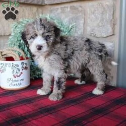 Kris/Mini Labradoodle									Puppy/Male																/8 Weeks,Here comes a multigenerational Mini Labradoodle puppy who is friendly, hypoallergenic, and has a luxuriously soft coat of curls! This little cutiepie comes up to date on shots and dewormer and is vet checked! The breeder specializes in the most hypoallergenic variety of Labradoodle puppies! The mother Kathy is a 3rd generation Mini Labradoodle and the sire Trooper is a Mini Poodle. If you are searching for the perfect puppy contact Nancy today! 