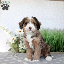 Teddy/Mini Bernedoodle									Puppy/Male																/October 3rd, 2024,Check out Teddy, a well-socialized Mini Bernedoodle puppy who is family-raised and people-oriented! This bubbly boy is vet-checked and up to date on shots & wormer, plus the breeder provides a 30-day health guarantee. Teddy has a happy-go-lucky personality and would make the best sidekick. If you want to learn more about this snuggly boy and how to make him yours, please call the breeder today!