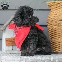 Alex/Toy Poodle									Puppy/Male																/13 Weeks,Meet the curliest, cutest bundle of love! This Miniature Poodle baby is eager to meet everyone, wiggling with joy over the thought of making a new friend. Our children love spending plenty of time with them, especially since these puppies are raised in our house where they can be near us all the time. Super friendly and fun, there will be no lack of excitement and laughter with one of them in your life! We are getting them vet checked, and up to date on shots and dewormer. Their father is a Toy Poodle, so these puppies are on the smaller side of Miniature. Call us soon to claim this cutie as yours!