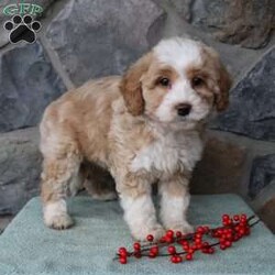 Regina/Mini Aussiedoodle Puppy/Female /9 Weeks Regina/Mini Aussiedoodle Puppy/Female /9 Weeks,Do you need a fluffy, smart, and hypoallergenic Mini Aussiedoodle? This adorable little cutie comes up to date on shots and dewormer and will be vet checked before going home. The mother Miley is a Mini Aussiedoodle and the sire Range is a Miniature Poodle. If you are looking to add a new puppy to your home this holiday season contact us today!
