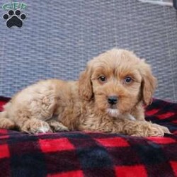 Coy/Mini Goldendoodle									Puppy/Male																/10 Weeks,Here comes the puppy of your dreams! Soft, fluffy, and kissable! This little cutie comes up to date on shots and dewormer and vet checked. The breeder made sure that the puppies are all well socialized with children and family raised. If you are interested in learning more about our puppies contact us today!