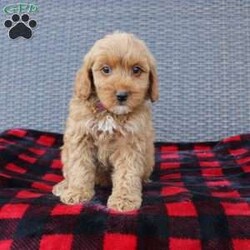 Coy/Mini Goldendoodle									Puppy/Male																/10 Weeks,Here comes the puppy of your dreams! Soft, fluffy, and kissable! This little cutie comes up to date on shots and dewormer and vet checked. The breeder made sure that the puppies are all well socialized with children and family raised. If you are interested in learning more about our puppies contact us today!