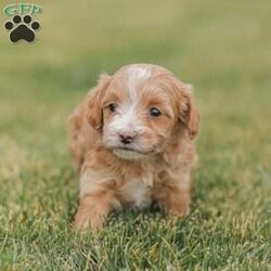 Barry/Maltipoo									Puppy/Male																/6 Weeks,Meet our adorable Maltipoo puppies! These puppies get their momma’s spunk and energy! We raise these puppies right along with our children! They share the house with us and are used to using puppy pads consistently.