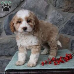 Regina/Mini Aussiedoodle Puppy/Female /9 Weeks Regina/Mini Aussiedoodle Puppy/Female /9 Weeks,Do you need a fluffy, smart, and hypoallergenic Mini Aussiedoodle? This adorable little cutie comes up to date on shots and dewormer and will be vet checked before going home. The mother Miley is a Mini Aussiedoodle and the sire Range is a Miniature Poodle. If you are looking to add a new puppy to your home this holiday season contact us today!