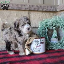 Kris/Mini Labradoodle									Puppy/Male																/8 Weeks,Here comes a multigenerational Mini Labradoodle puppy who is friendly, hypoallergenic, and has a luxuriously soft coat of curls! This little cutiepie comes up to date on shots and dewormer and is vet checked! The breeder specializes in the most hypoallergenic variety of Labradoodle puppies! The mother Kathy is a 3rd generation Mini Labradoodle and the sire Trooper is a Mini Poodle. If you are searching for the perfect puppy contact Nancy today! 