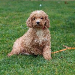 Rolo/Miniature Poodle									Puppy/Male																/9 Weeks,Meet Rolo! the sweetest AKC Toy Poodle puppy you’ve been waiting for! Raised in a caring and nurturing home, He has grown into a well-socialized and confident little guy, ready to fill his forever home with joy and laughter. His gentle and friendly personality makes him a perfect companion for families, whether you have kids, other pets, or frequent visitors. Plus, with his intelligence and eagerness to please, He is a quick learner and a joy to train—making every moment with him even more rewarding!