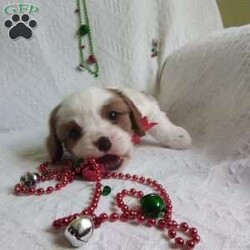 NICKOLAS/Cavalier King Charles Spaniel									Puppy/Male																/6 Weeks,LOOK At ME! ARE You LOOKING For The PERFECT Christmas gift?A healthy happy friendly fluffy puppy.Retired farmers who spend lots of time with our fluffy friends. Come meet me or I can be transported to your front door for a small additional fee.Text or call for more info.