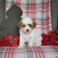 Rex/Toy Poodle									Puppy/Male																/October 7th, 2024,Here comes Rex, a charming and cute Toy Poodle puppy! This playful pup is vet checked and up to date on shots and wormer. Rex can be registered with the ACA and comes with a health guarantee provided by the breeder. This well socialized pup is family raised with children and would make the best addition to anyone’s family. To find out more about Rex, please contact David today!