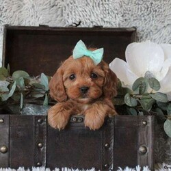 Carmen/Cavapoo									Puppy/Female														/7 Weeks,Meet Carmen, a well-socialized Cavapoo puppy that is ready for a forever home. She is vet checked and up to date on shots & wormer plus the breeder provides a 1-year genetic health guarantee for her. And, she can be registered with the ICA. To learn more about this very cute and cuddly pooch, call the breeder today!