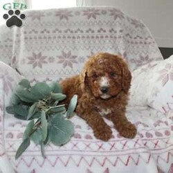 Ruby/Mini Aussiedoodle									Puppy/Female														/October 5th, 2024,Do you need a gentle, smart, and playful Mini Aussiedoodle? This adorable little cutie comes up to date on shots and dewormer and will be vet checked before going home. The mother Penny is our family pet and the sire is a Miniature Poodle. If you are looking to add a new puppy to your home this holiday season contact us today! 
